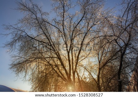 winter landscape of a tree covered with ice on the background of sunrise. frosty wood in snow in the sunny morning. Tranquil winter nature in sunlight
