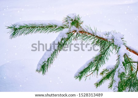 Frozen winter forest with snow covered trees. Coniferous branch. outdoors