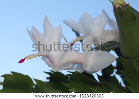 A closeup of a Christmas cactus with white flowers in a terracotta pot. 4329
