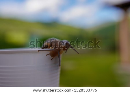 Two small funny snails crawling inside the plastic cup and lifting on the top. Snails in cosmetology, caring effect for woman's body
