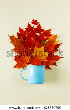 Bright red maple leaves in a blue mug, creative flat lay. Herbarium of colorful autumn leaves laid out on top of a cup. Cute still life, fun idea. Design of autumn card. Top view, close up.