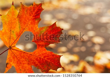 Heart carved in the middle of a red maple leaf. Symbol of love, autumn lovers. Faith, kindness and hope. Thanksgiving day celebration. Cozy, warm picture. Bright autumn background with leaves.