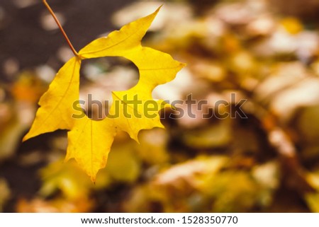 Heart carved in the middle of a red maple leaf. Symbol of love, autumn lovers. Thanksgiving, kindness and caring. Thanksgiving day celebration. Bright autumn background with fallen leaves.