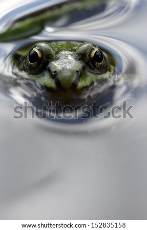 Green Frog, Lithobates clamitans  in a  pond