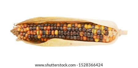 Multi-coloured ornamental Indian corn with red, brown and yellow hard niblets, encased in dried husks, on a white background Royalty-Free Stock Photo #1528366424