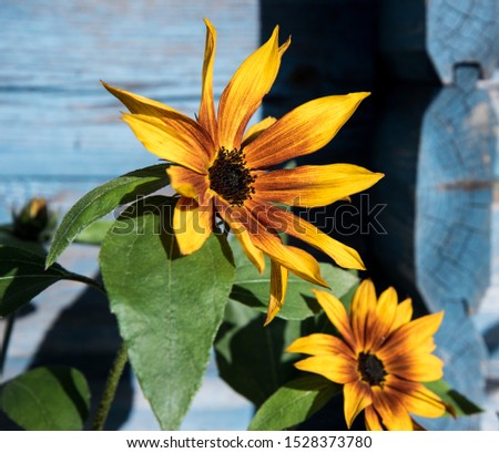 Sunflower hybrids in the late summer