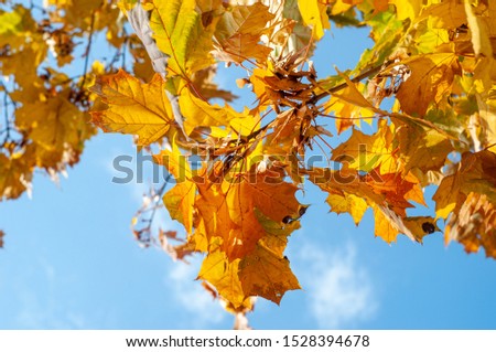 Colorful autumn maple leaves on a tree branch. Soft close-up photo