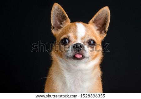 Cute brown dog with white strip. Chihuahua dog isolated on black background.