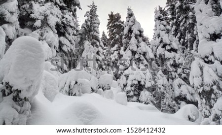 Spruce forest under snow in the winter