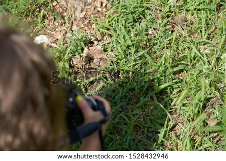 A child is taking a photo of a female mammoth wasp as it is crawling in the grass looking for the larvae of rhinoceros beetle