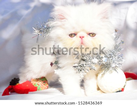 cute christmas perrsian kitten background