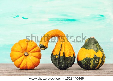 Pumpkin decoration on blue background. Autumn. Thanksgiving
