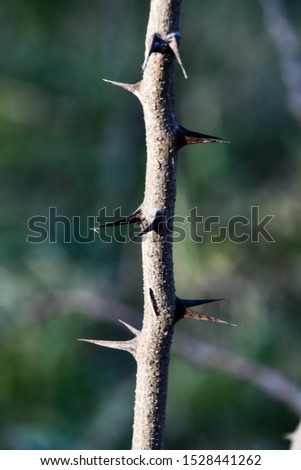hummingbird on tree, photo as a background , digital image picture