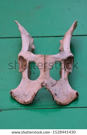 Dry Goat Skull Bone , digital image picture