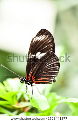 butterfly on leaf, in Arenal Volcano area in costa rica central america, butterfly background , digital image picture