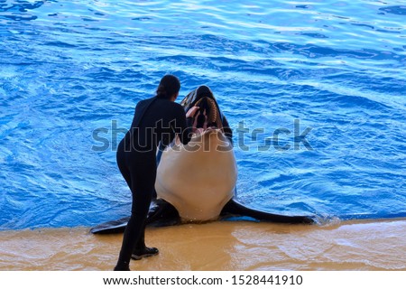 Mammal Orca Killer Whale Fish , digital image picture