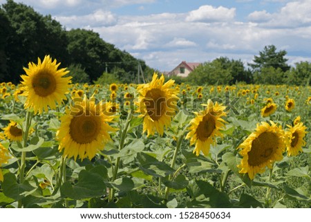 
Landscape with a blooming field of sunflowers