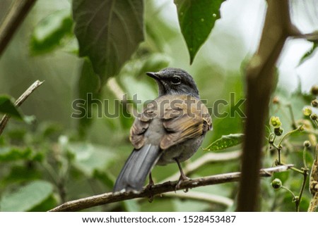Closeup of a bird in the wildlife. Birds, nature, wildlife related picture.