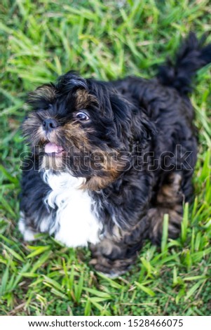 A happy Lhasa Apso puppy on the grass. Dog, puppy, animal, pet related picture