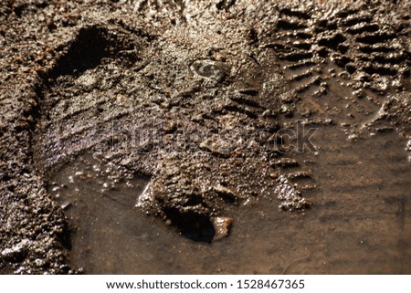 Wet dirt with traces of shoes is close