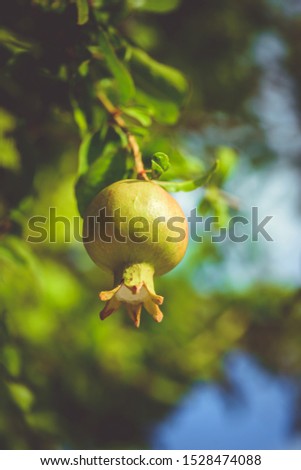 Pomegranate tree. Juicy pomegranate grows on a bush on a sunny summer day on a natural background. Pomegranate.