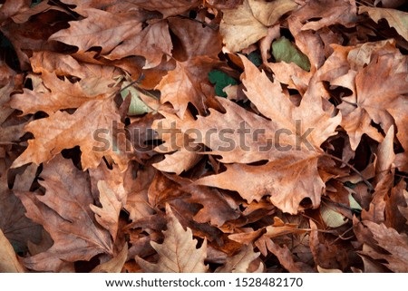 Many fallen orange leaves on the ground creating foliage during autumn