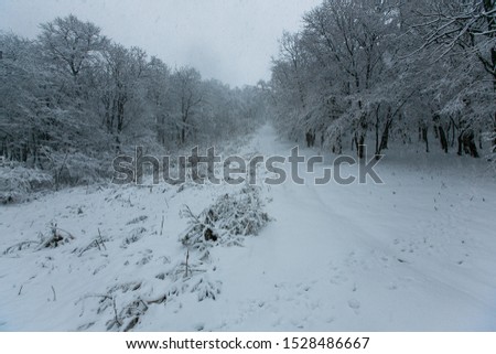 Beautiful landscape. Winter forest covered in snow.