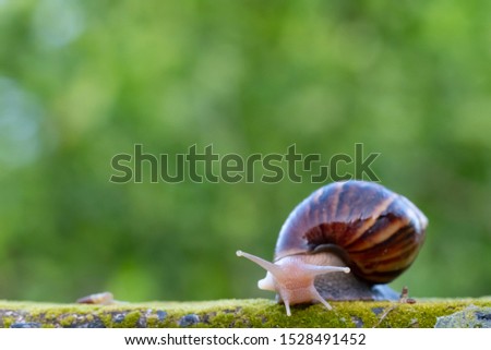 snail climbing on green ground with copy space