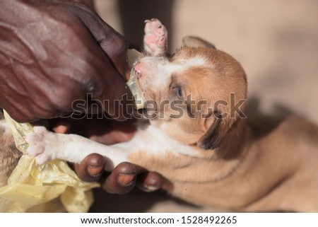 Samboya, Gambia, Africa, April 10, 2019: horizontal closeup photography of a brown and white dog puppy drinking milk from a plastic bag given by black male hand , outdoors on a sunny day