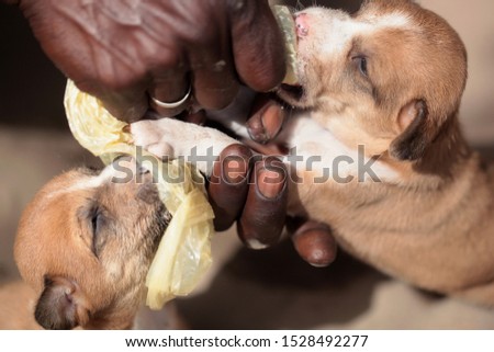 Samboya, Gambia, Africa, April 10, 2019: horizontal closeup photography of a brown and white dog puppy drinking milk from a plastic bag given by black male hand , outdoors on a sunny day