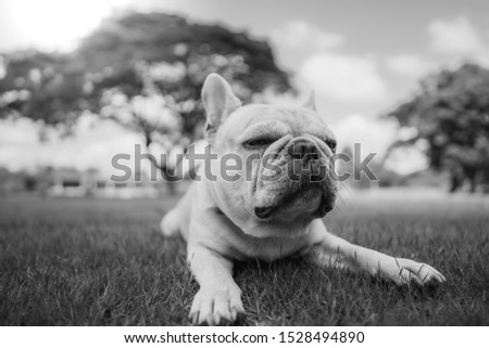 Portrait picture of cute french bulldog lying on grass black and white.