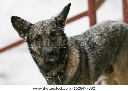 Sad stray dog during a snowfall