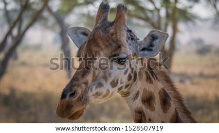 Giraffe on the Serengeti Plains Africa