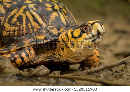 An eastern box turtle, a vulnerable species, makes his way through the mud at Barfield Crescent Park in Murfreesboro, Tennessee. Royalty-Free Stock Photo #1528511903
