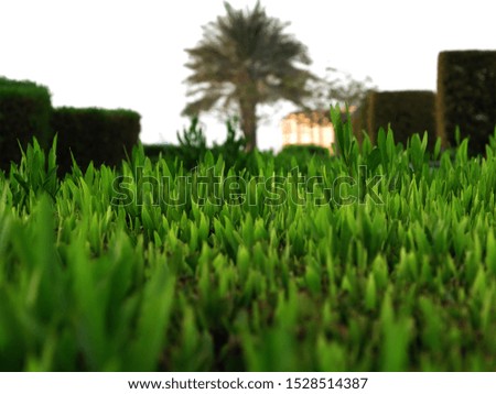 A close up shot of beautiful green grass in the morning with a huge palm tree in the background