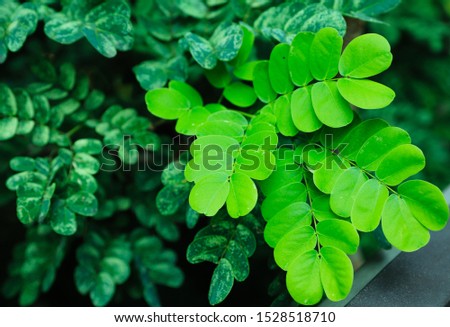 Green leaves on the morning light - image
