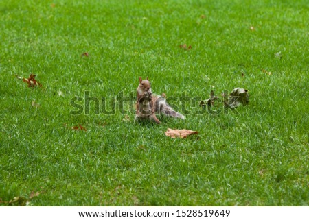 Eastern Grey Squirrels preparing for winter in Central Park, New York City, Manhattan.