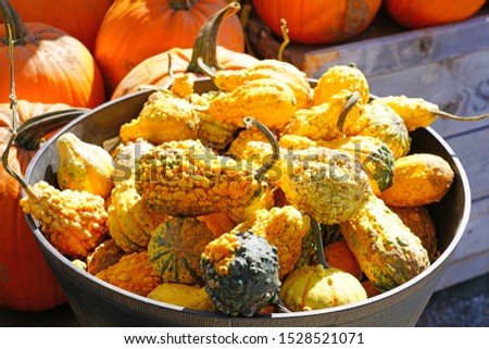 Colorful orange and green decorative pumpkins and gourds in the fall