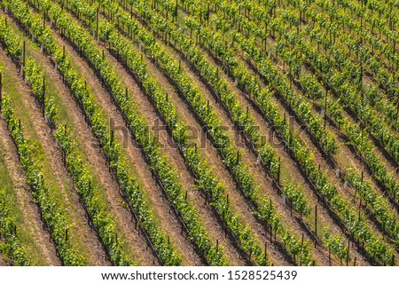 Aerial detail of vineyard in Sonoma County, California, USA, for themes of wine, viticulture, agriculture