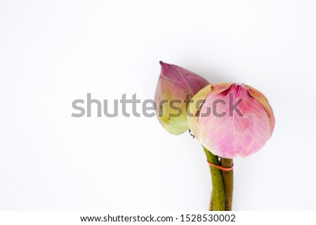 A bundle of lotus flowers on a white background,Nelumbo nucifera.They are planted in the soil of the pond or river bottom,while leaves and flower float on a water