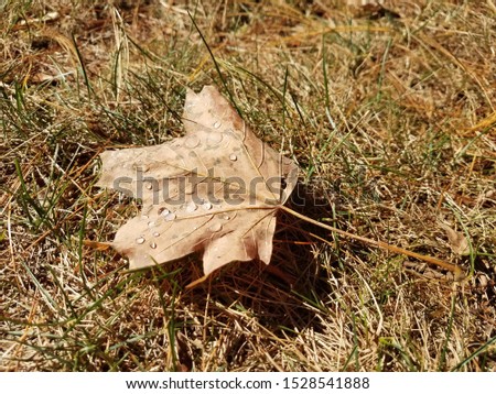 Closeup autumn  leaf with drops