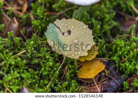 Wet Leaf with Water Drops in a Forest