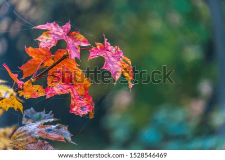 Red Leaves in Autumn in Northern Europe