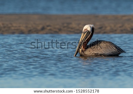 A Brown Pelican floating in a tidal pool. Royalty-Free Stock Photo #1528552178