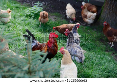 Many hens and one rooster walk on the green grass. Close-up, side view, cropped picture, horizontal. Concept of domestic bird and countryside.