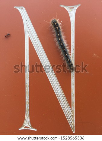 White stylized letter N with a caterpillar on an orange background