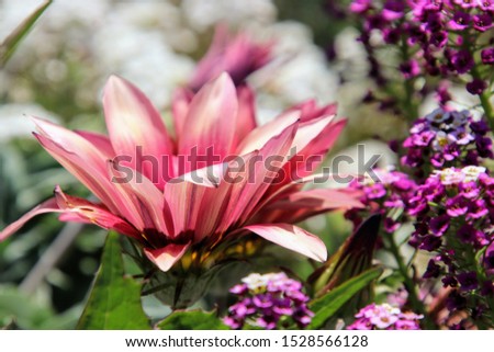 Beautiful flowers in garden on sunny day.