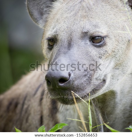 close up of a Hyena