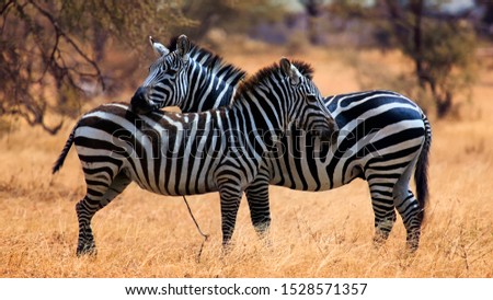 Zebra hanging out in pairs