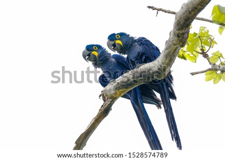 Low angle view of a couple of Hyacinth Macaws perching on a tree branch against bright sky, Pantanal Wetlands, Mato Grosso, Brazil
